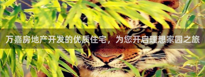 万向娱乐老板