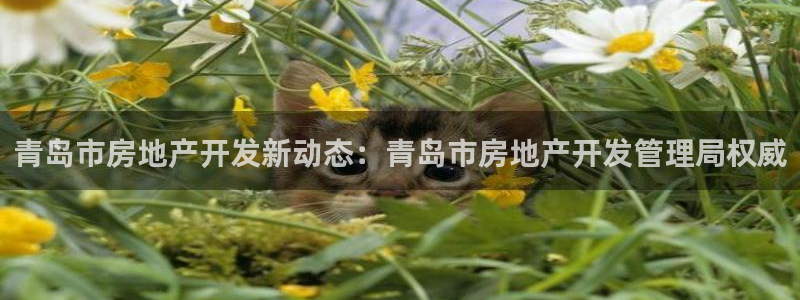 万能娱乐平台直招代理